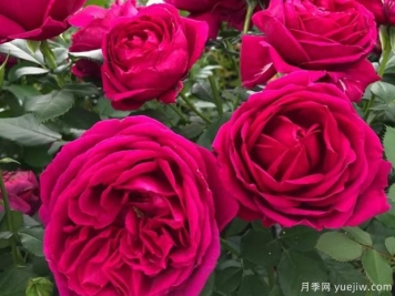 致愛(ài)麗絲月季