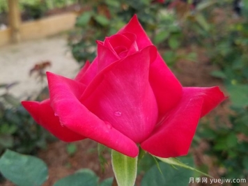 克萊爾愛(ài)麗絲月季