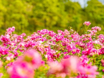 新余月季市花文化和景觀(guān)圖集