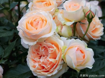 吉納維夫奧爾西月季的優(yōu)缺點(diǎn)是什么？