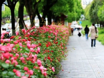 恩施月季市花文化和景觀(guān)圖集