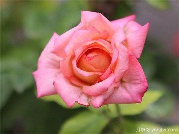 大美月季，十堰這幾處的月季花海等你來(lái)觀(guān)賞
