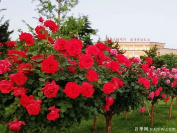 長(cháng)治月季市花文化和景觀(guān)圖集