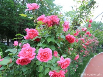 運城月季市花文化和景觀(guān)圖集