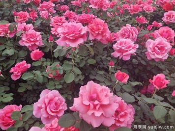 河津月季市花文化和景觀(guān)圖集