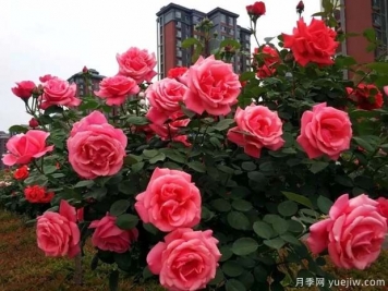 韓城月季市花文化和景觀(guān)圖集