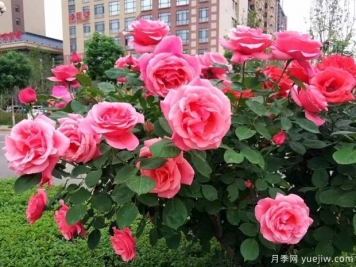 渭南月季市花文化和景觀(guān)圖集