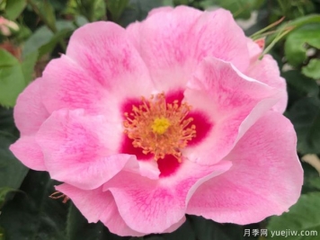 桃粉色見(jiàn)你月季/桃紅葡萄酒月季