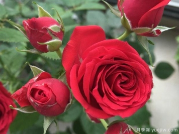 8個(gè)陽(yáng)臺盆栽月季經(jīng)典品種推薦