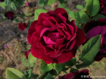 賈博士的紀念月季/紀念阿方斯拉瓦萊埃月季
