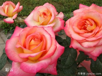 大花月季均價(jià)大概多少錢(qián)一株？
