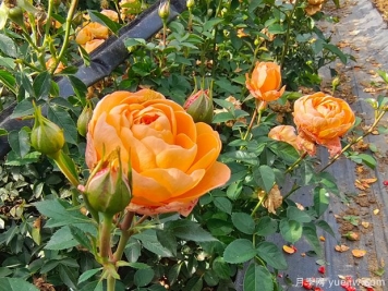 果汁陽(yáng)臺大缽美植袋苗基地批發(fā)