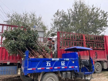 1200棵3公分精品樹(shù)狀月季美麗重慶景觀(guān)