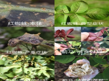 全面的月季蟲(chóng)害圖鑒，癥狀判斷和防治用藥