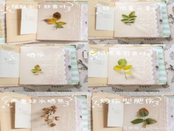 月季黃葉的六大原因和解決辦法