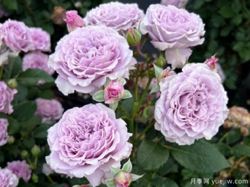 藍絲球月季
