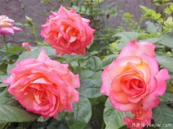 沈陽(yáng)玫瑰市花文化和月季景觀(guān)