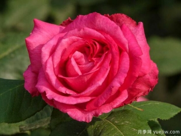 遼陽(yáng)月季市花文化和景觀(guān)圖集
