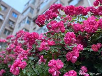 大連月季市花文化和景觀(guān)圖集