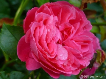 粉色花環(huán)月季/莫恩莫恩/粉紅陽(yáng)臺/粉色門(mén)廊