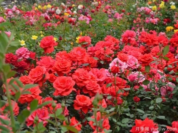 鷹潭月季市花文化和景觀(guān)圖集