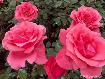 益陽(yáng)月季市花文化和景觀(guān)圖集