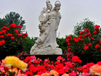 萊州月季市花文化和景觀(guān)圖集