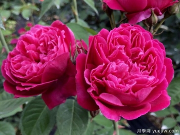 古老月季推薦，紫燕飛舞月季