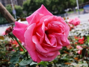衡陽(yáng)月季市花文化和景觀(guān)圖集