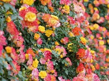 推薦15種藤本月季，長(cháng)勢旺花量大，適合打造花墻