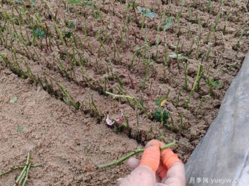 月季扦插技巧：不用殺菌液不用生根劑，成活率非常棒