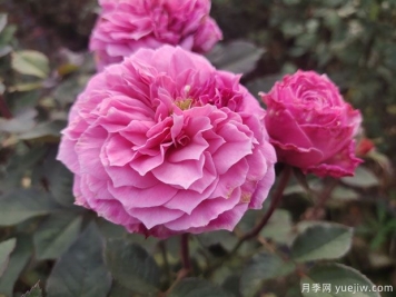 花盆種月季如何長(cháng)好？挑品種澆好水施好肥