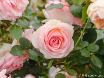月季花如何施肥能花多色艷？月季施肥時(shí)間注意點(diǎn)