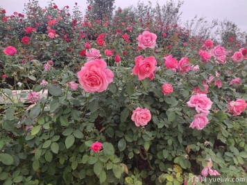 月季多年老化后開(kāi)花少又小怎么辦？做好修剪就可以了