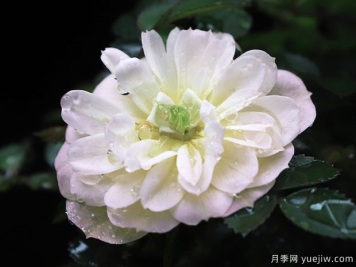 超微月季推薦，雪姬月季