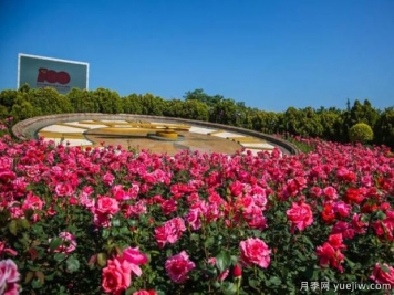 煙臺月季市花文化和景觀(guān)圖集