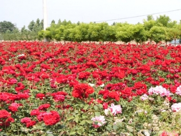 辛集月季市花文化和景觀(guān)圖集