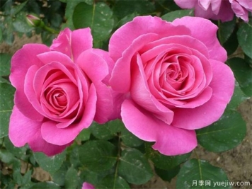 承德市花文化和月季景觀(guān)
