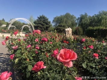 唐山月季市花文化和景觀(guān)圖集