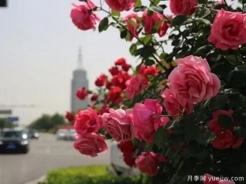 邢臺月季市花文化和景觀(guān)圖集
