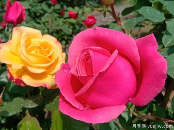 鄒城月季市花文化和景觀(guān)圖集