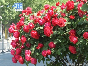 濟寧月季市花文化和景觀(guān)圖集