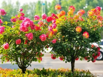 濱州月季市花文化和景觀(guān)圖集