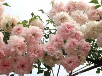 觀(guān)景臺月季/驚醒月季
