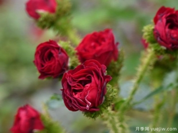紅摩絲月季