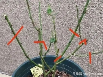 月季修剪時(shí)間和3個(gè)注意點(diǎn)