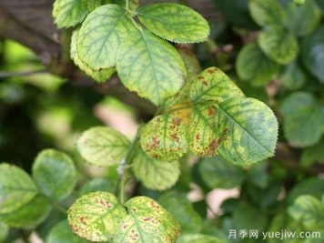 月季葉子發(fā)黃的原因和養護處理辦法