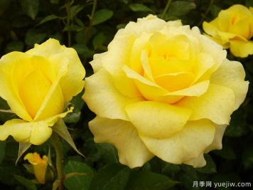 金牌月季的優(yōu)缺點(diǎn)是什么？