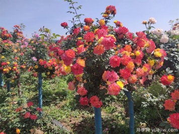 月季花怎么養好很簡(jiǎn)單？總結養護管理要點(diǎn)