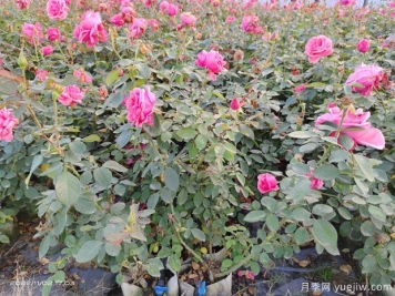 現代月季的自潔性和花后修剪重復開(kāi)花